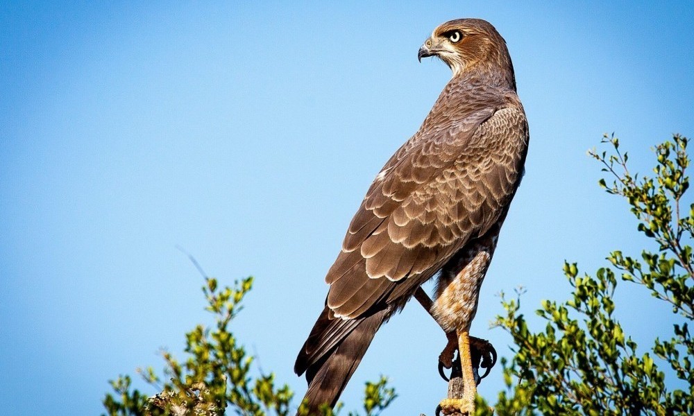 raptor